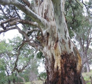 Eucalyptus leucoxylon related image
