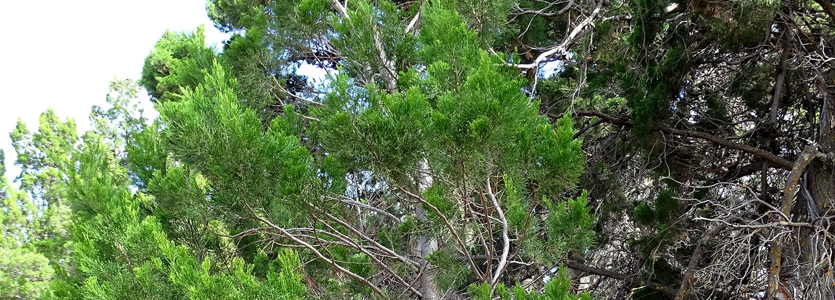 Native Pine banner image