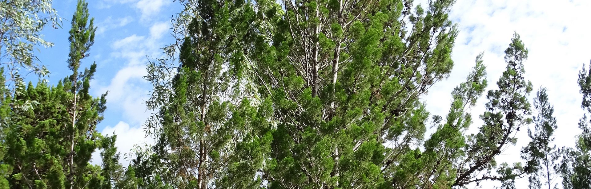 Native pines banner image