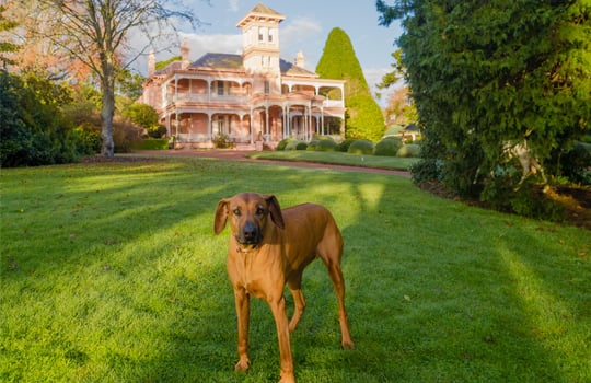 Retford Park dogs