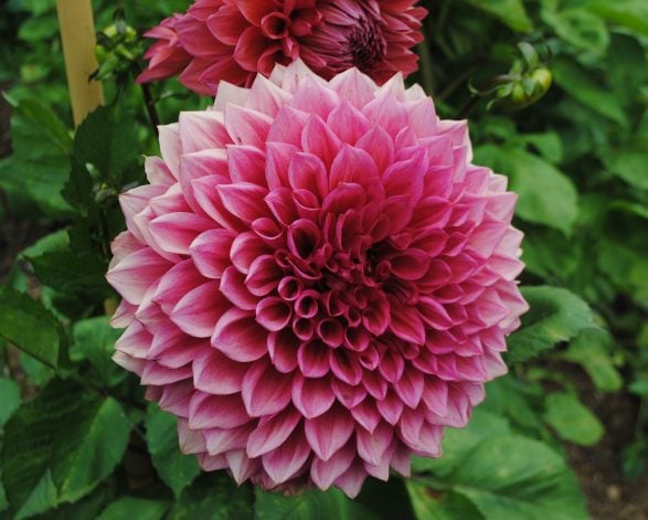 Guided Garden Tours
