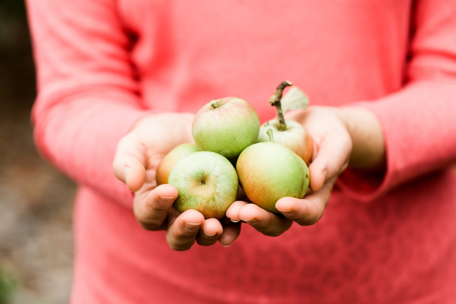 Heritage Apple Tree Sale at Rippon Lea Estate National Trust