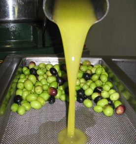 The fruits of an olive harvest
