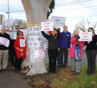 Community members protesting the removal of a historic lemon scented gum on Flemington Road, 2016.