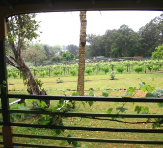 Douglas Vale Vineyard