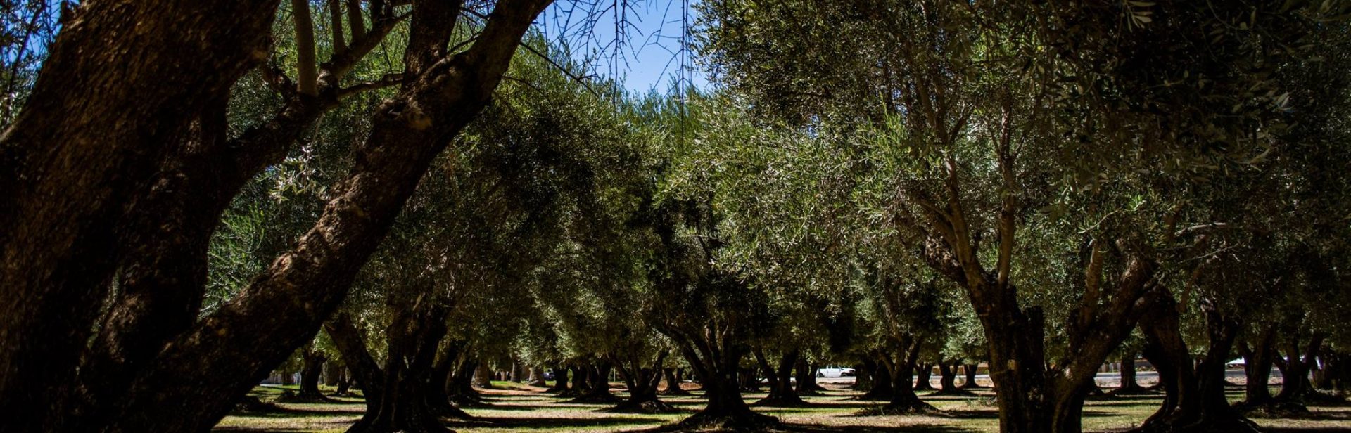 C1890 Olive Trees Chad Vigar banner image