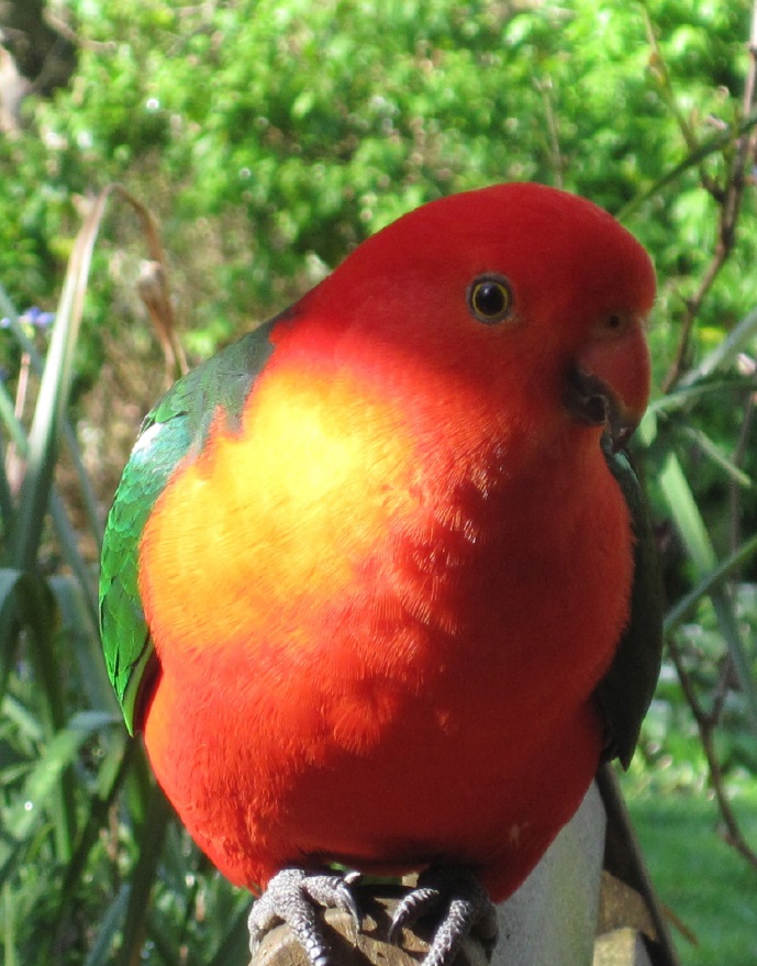 related image