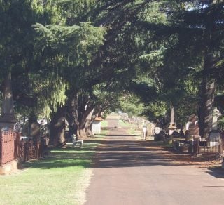Avenue at Drayton and Toowoomba Cemetery related image