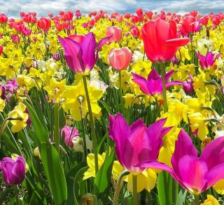 Springtime in the Southern Highlands