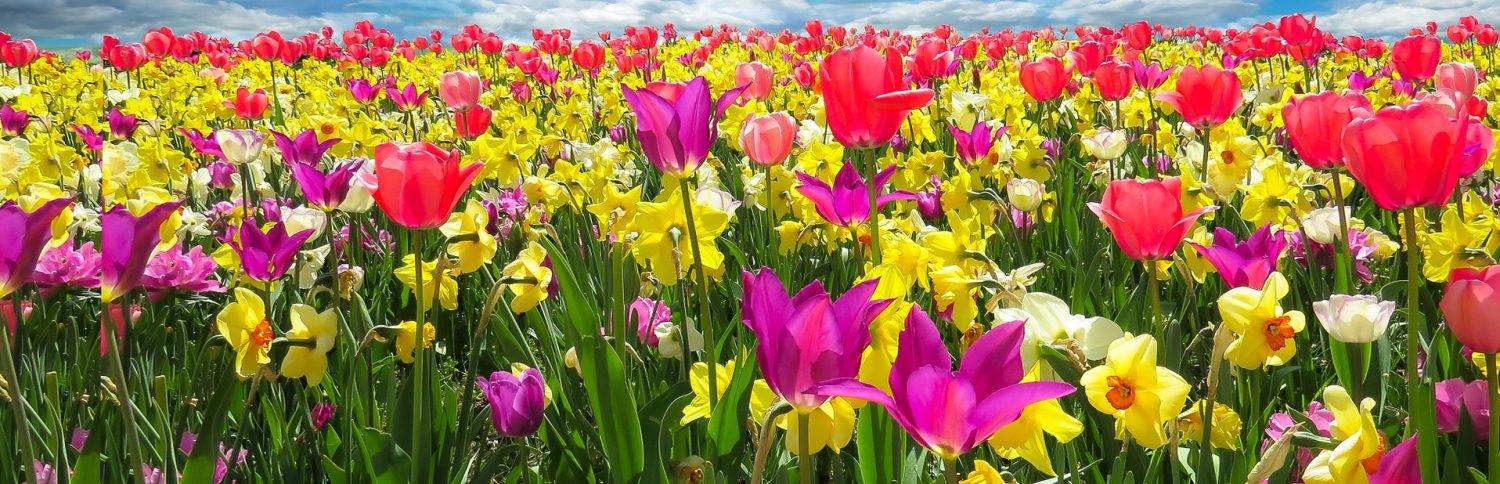 Springtime in the Southern Highlands
