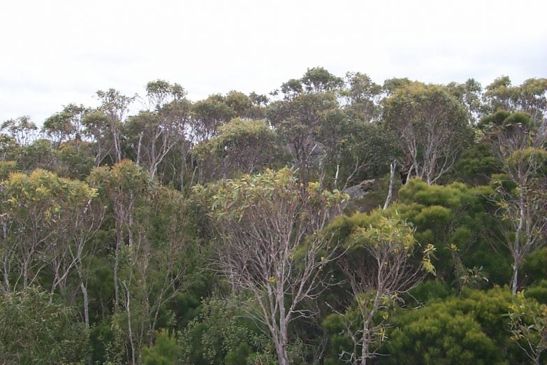 Main Property - Vegetation Catena