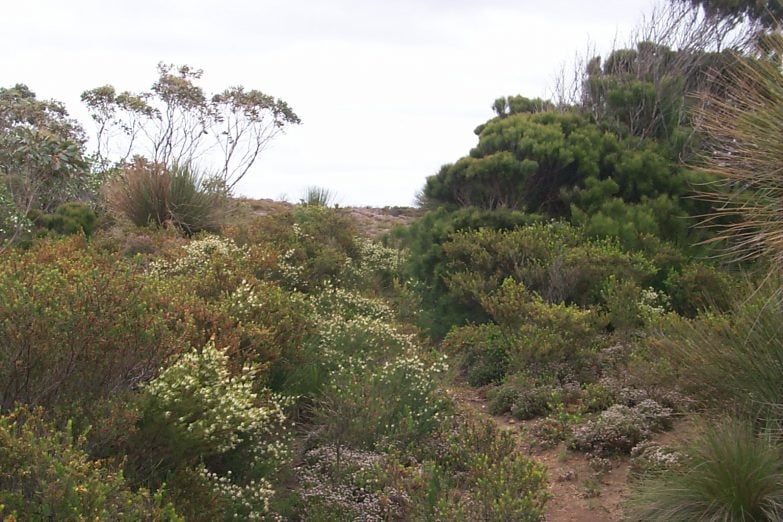 Main Property - Wildflowers