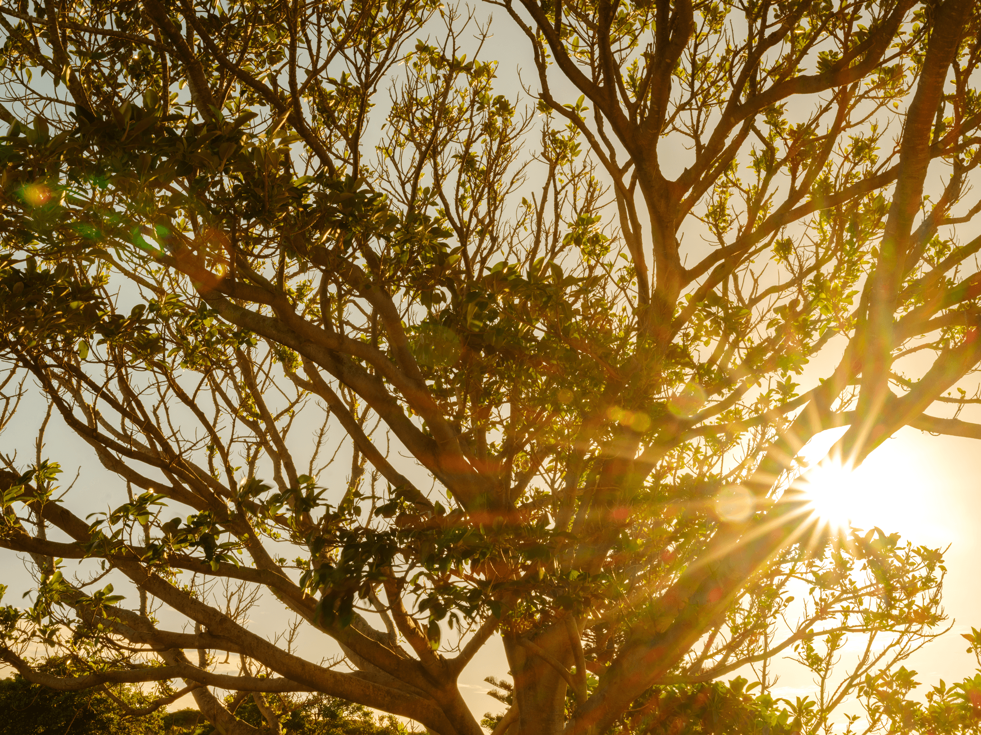 Significant Tree Register