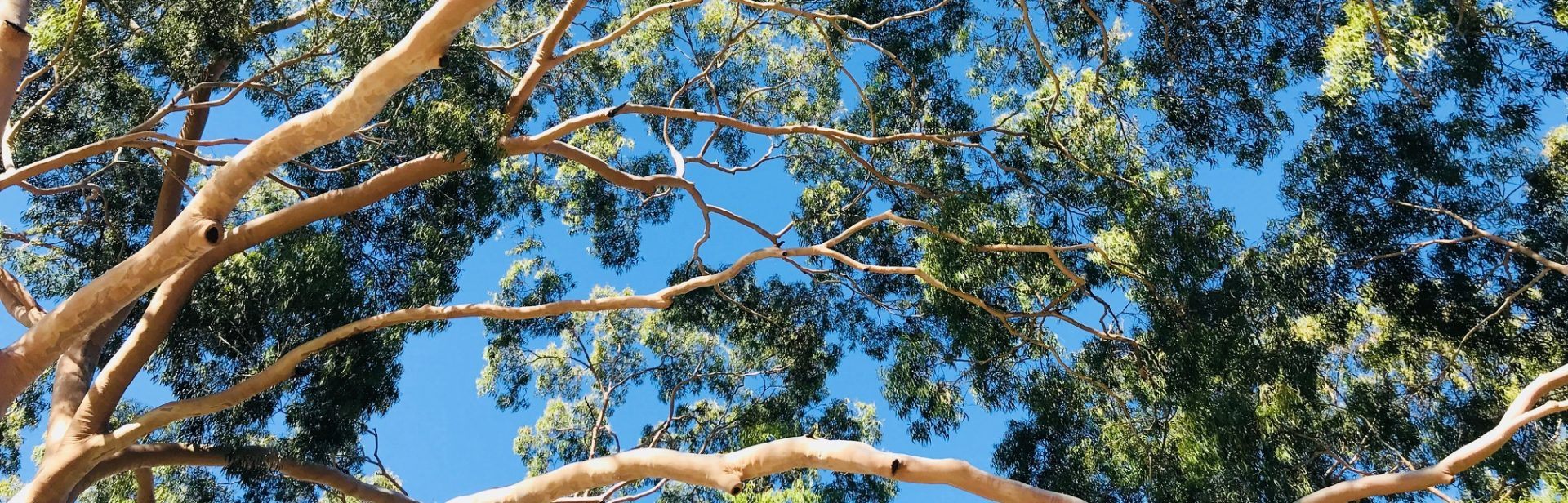 Victorian Tree of the Year National Trust