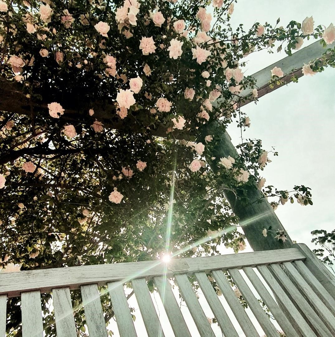 Saumarez Homestead Gardens and Grounds Reopening to the public 15 November