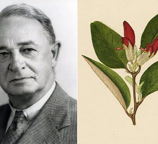 Dr William Blackall related image