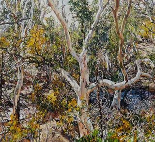 Nicholas Harding Wilpena Wattle and Eucalypts Sliding Rock 2019 2020 oil on linen 176 x 400 cm Private Collection related image