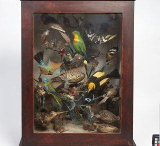 Birds of Parramatta NT Collection NT0320 1153 related image