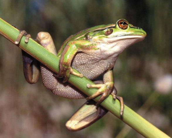 Endangered Green And Golden Bell Frog