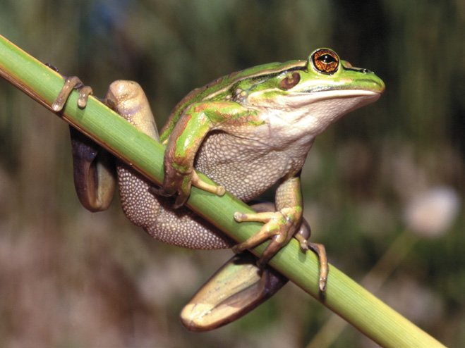 Endangered Green And Golden Bell Frog