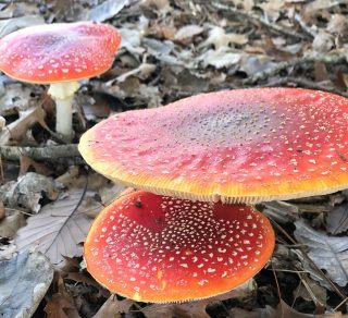 Amanita muscaria Fly Agaric in the grounds at Retford Park related image