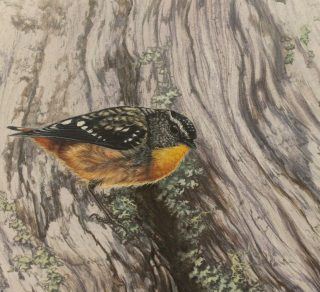 Spotted pardalot c artist James Luck related image