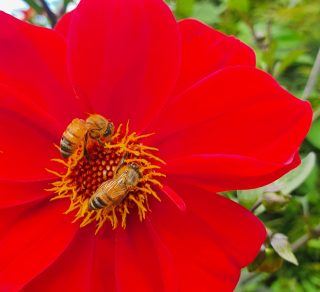 European bees in the Persian Carpet garden Retford Park related image