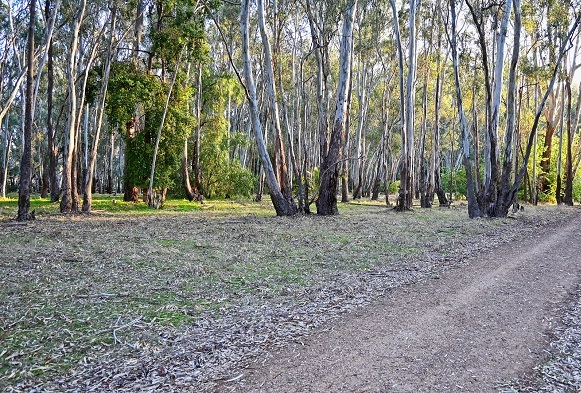 Outdoor path