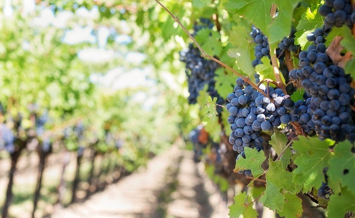 Purple grapes vineyard