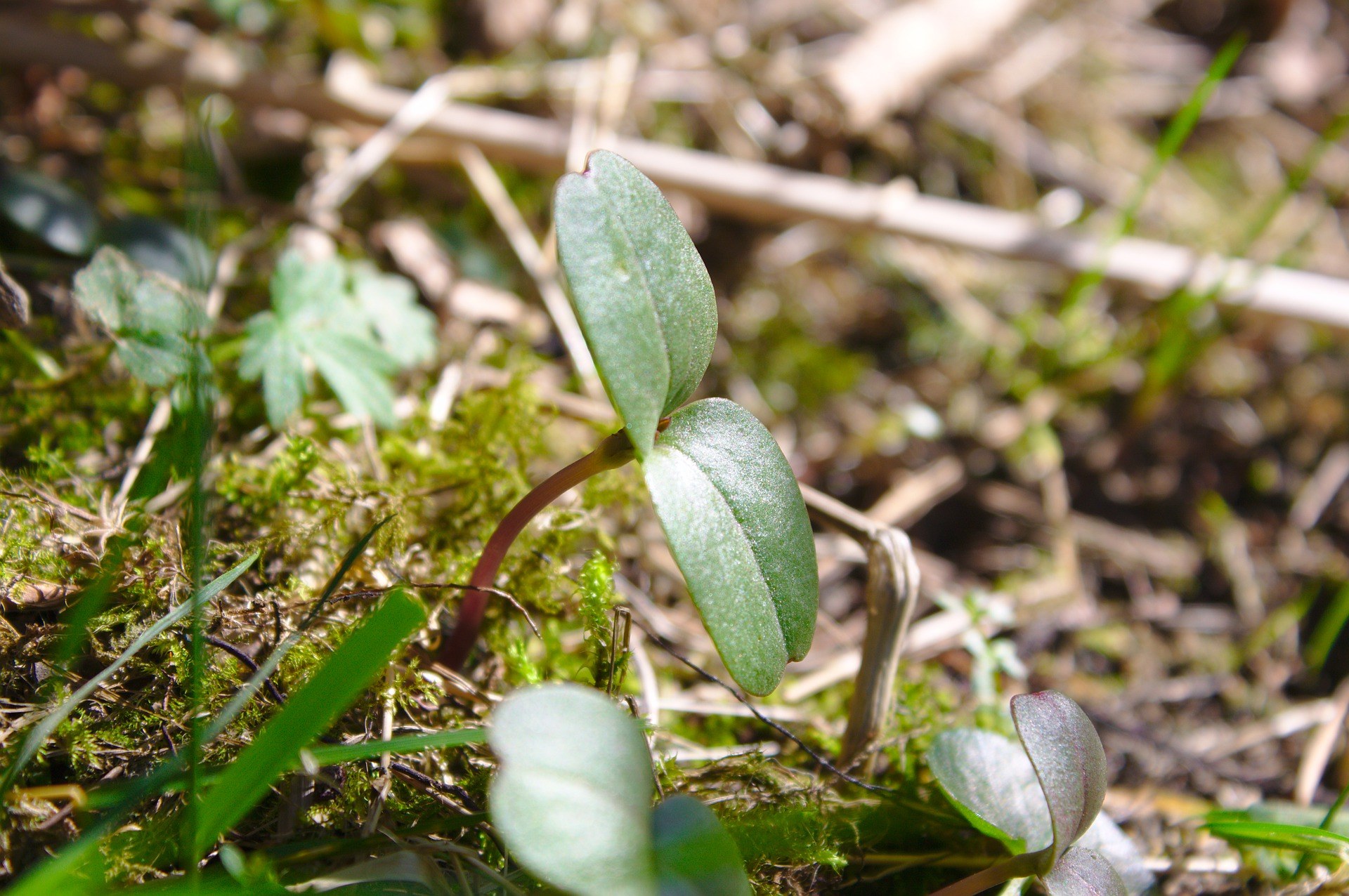 Sapling