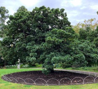The Federal Oak in the Parliament House gardens was planted in 1890 related image