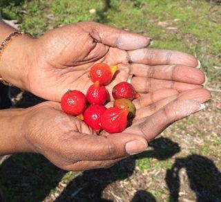 Celebrating native plants with Bindi Bindi Dreaming related image
