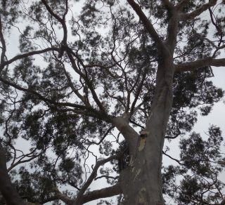 The Tree that Ku ring gai Tree Lovers Civic League planted related image