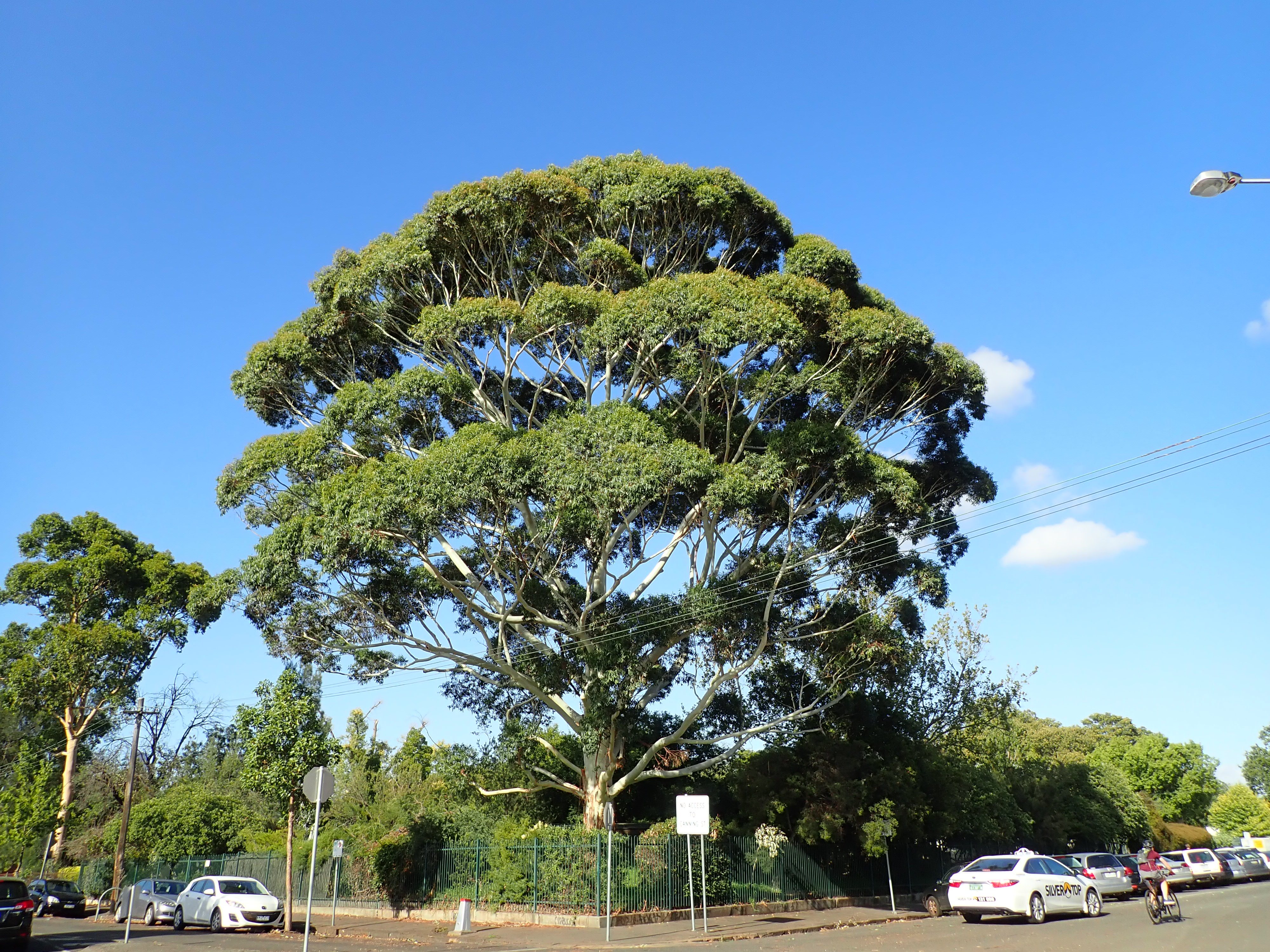 Flooded Gum