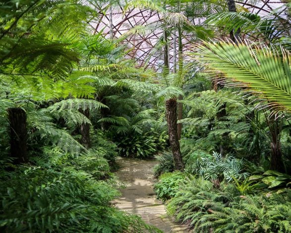 Forest Bathing
