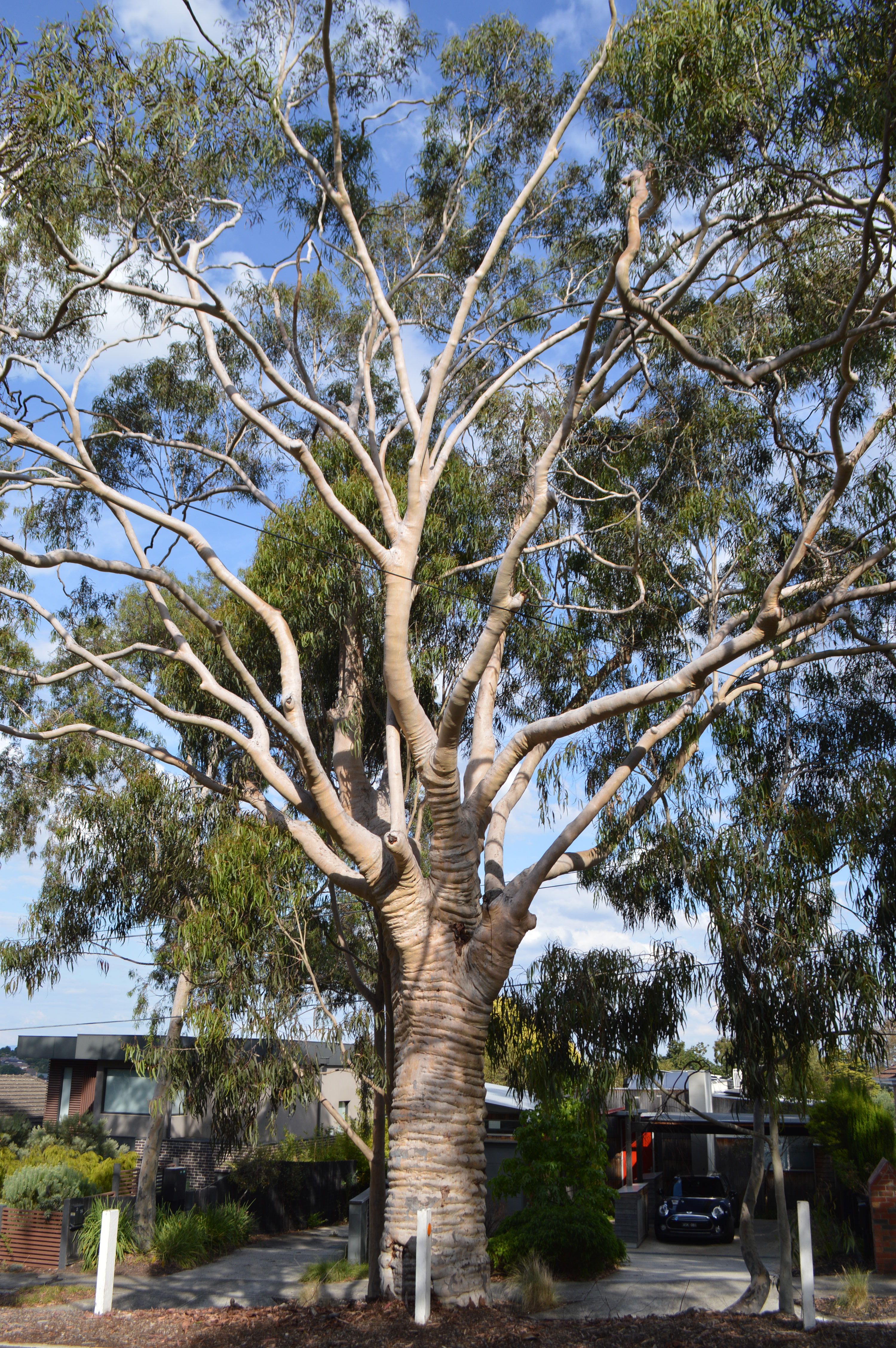 Lemon-scented Gum