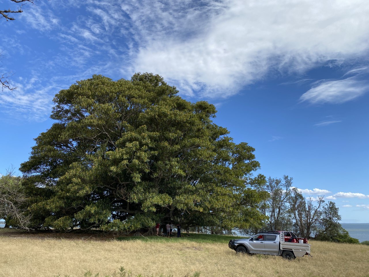 Moreton Bay Fig