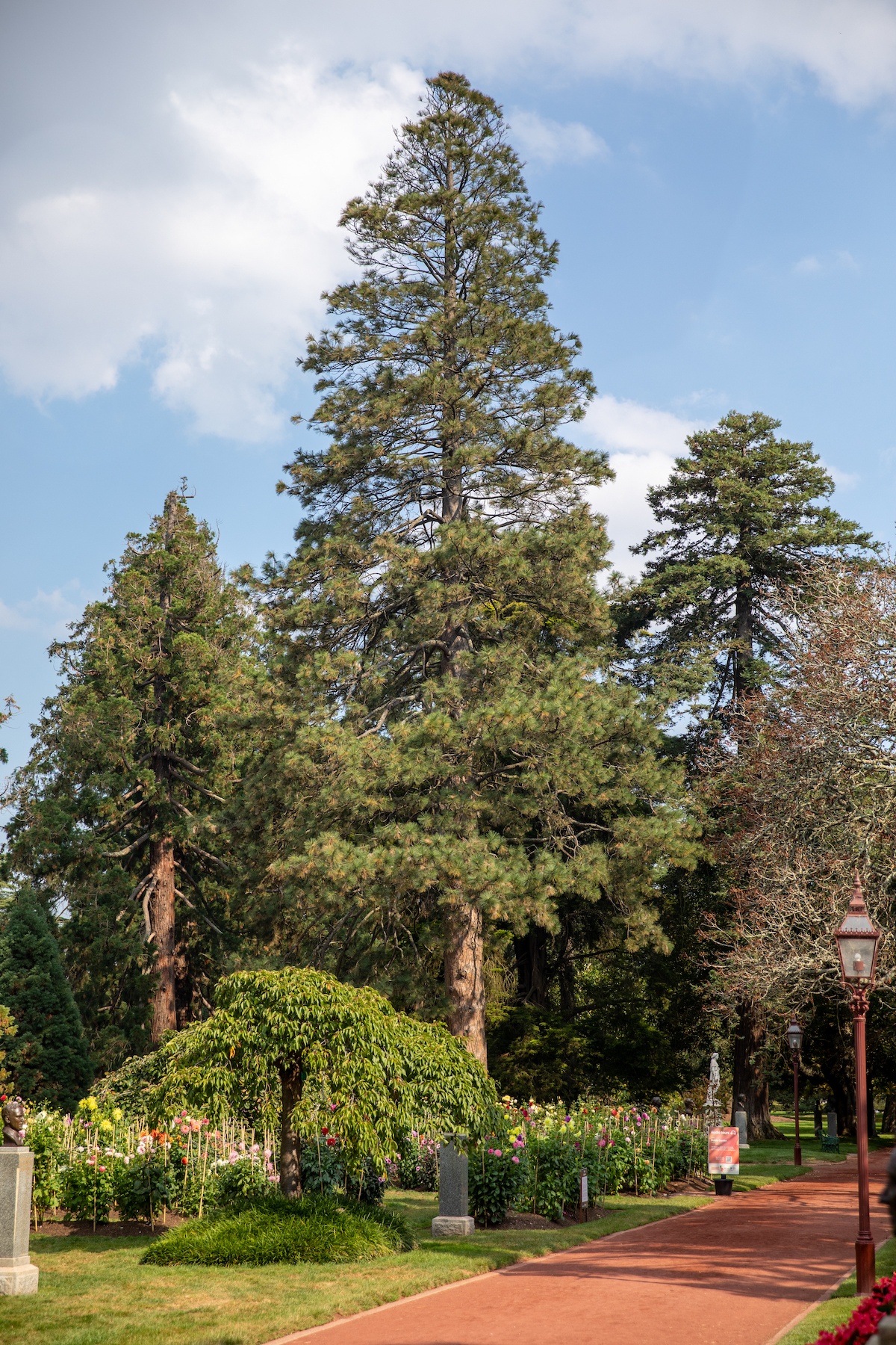 Ponderosa Pine