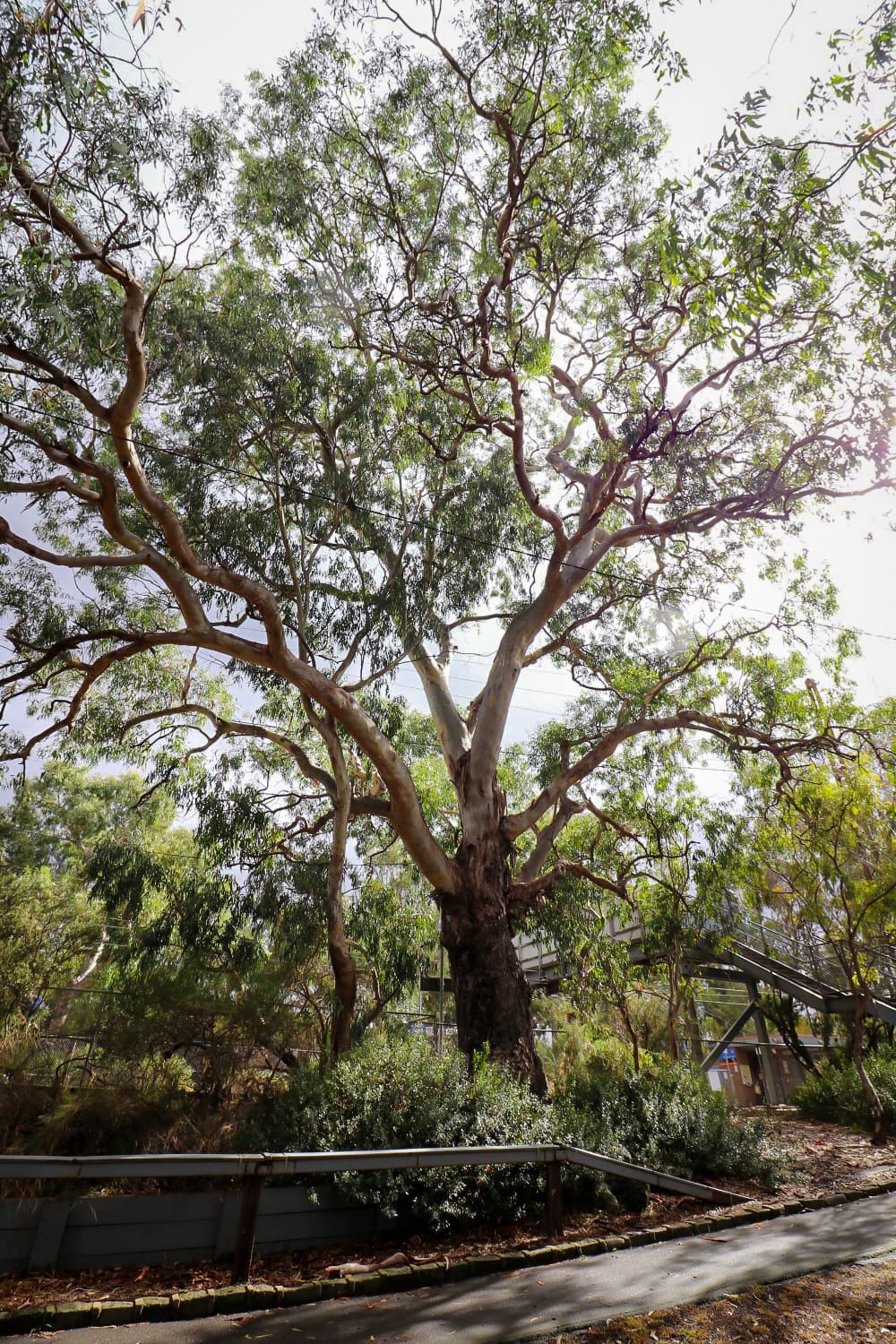 River Red Gum