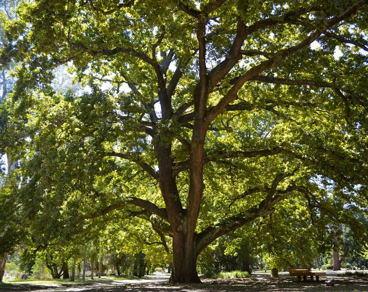 English Oak