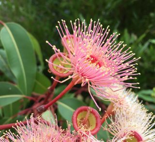 Eucalyptus