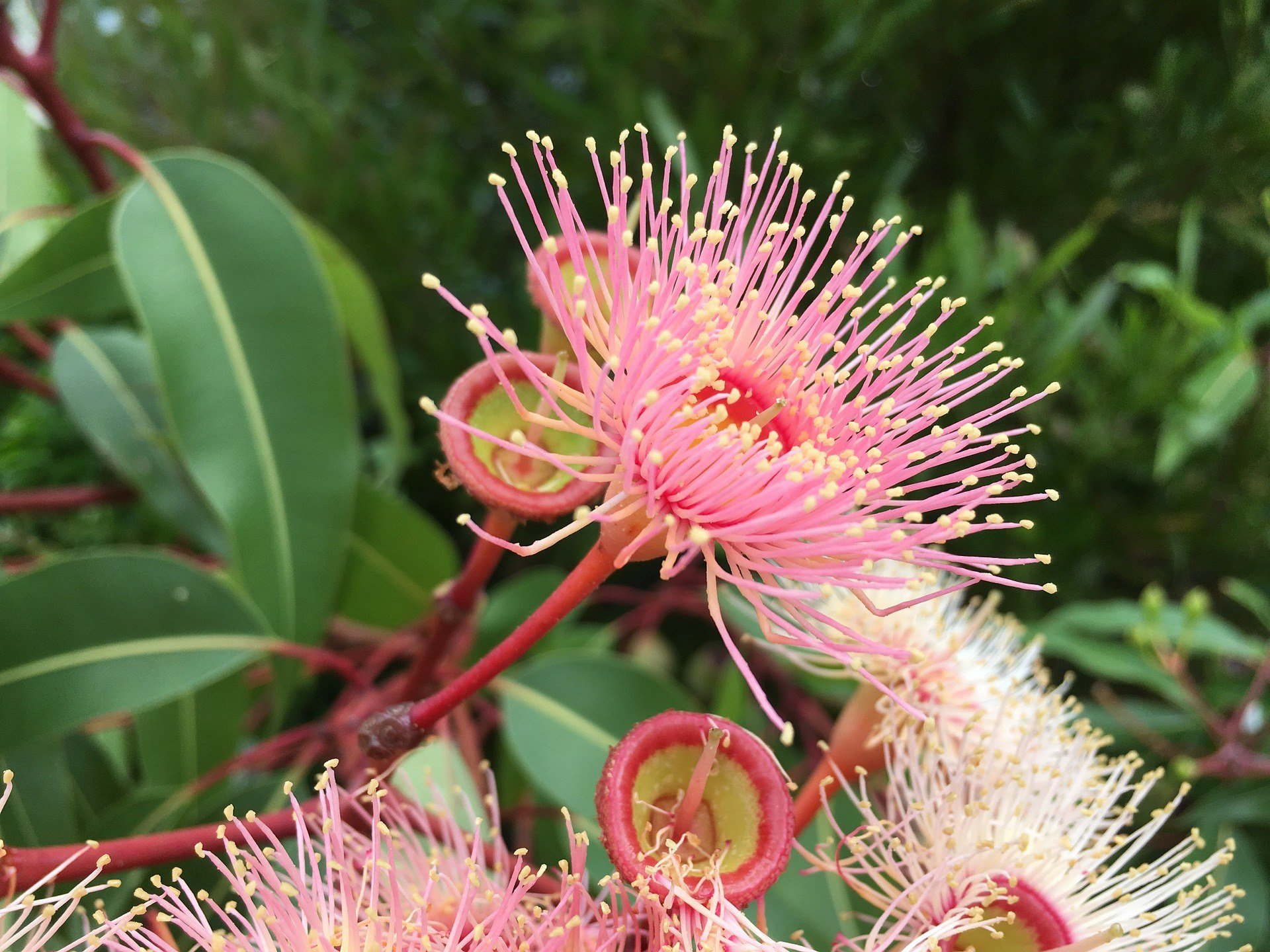 Eucalyptus