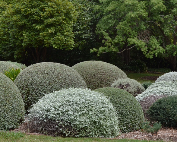 Retford Park garden open day hedges