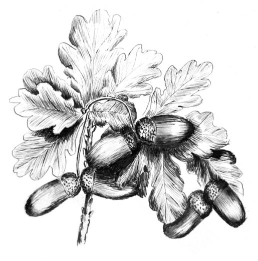 Emily Rose Twynam acorn sketch