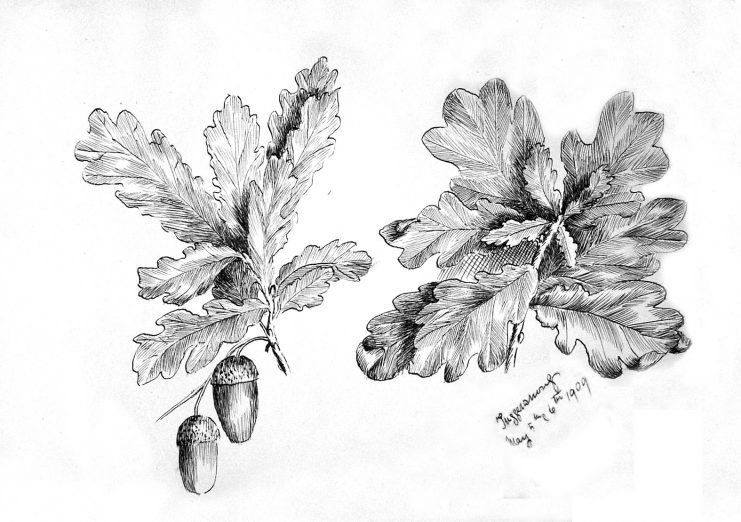 Emily Rose Twynam acorn sketch