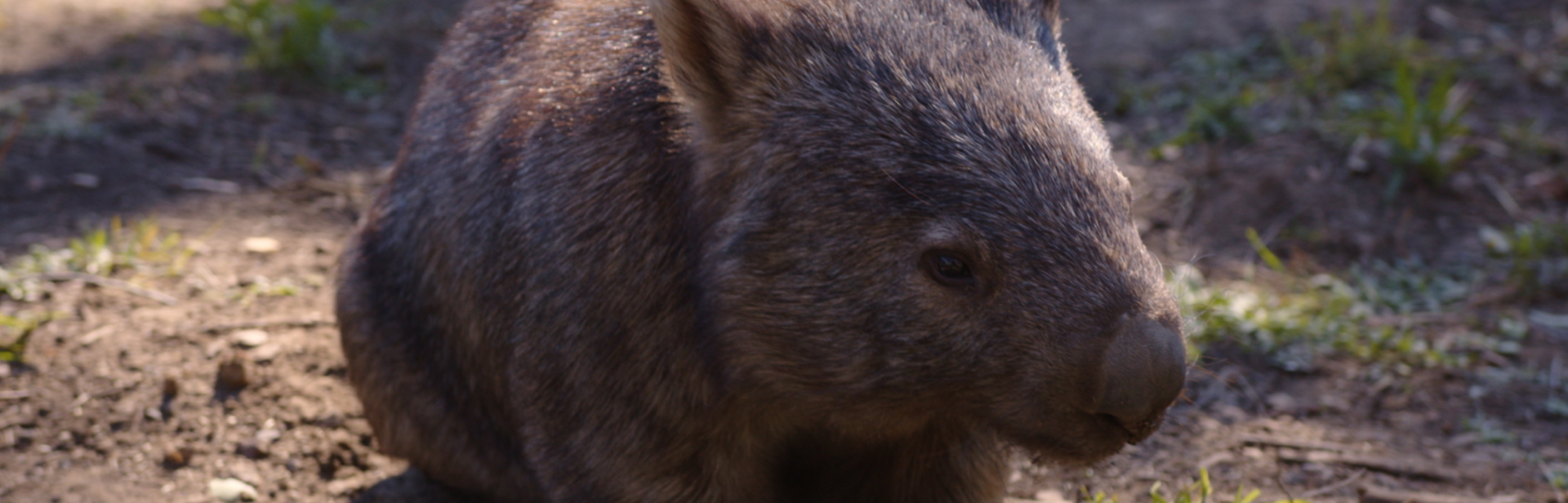 Australian Wildlife Sanctuary
