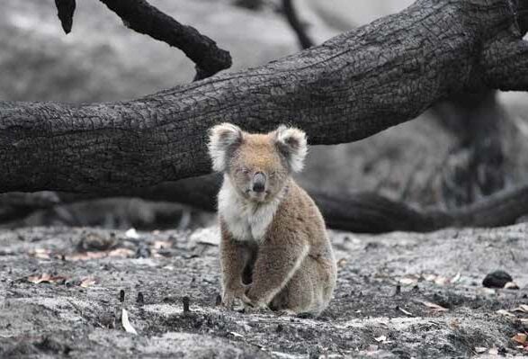 Biodiversity Offsets Inquiry - October 2021