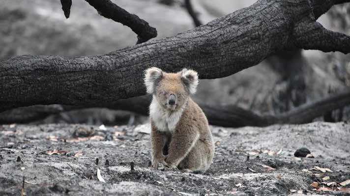 Biodiversity Offsets Inquiry - October 2021
