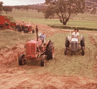 Harvesting the millet crop millet into silage at Kambah Station 1961 related image