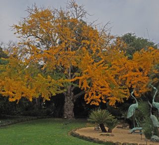 Planted in the Gardens earliest days here seen in its autumn glory related image